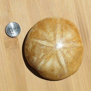 Sand Dollar Sea Urchin Echinoid Gemstone Fossil